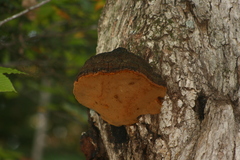 Phellinus everhartii