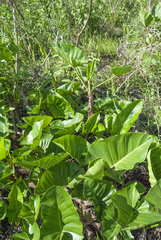 Thaumatophyllum uliginosum