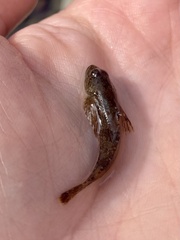 Cottus bairdii