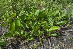 Thaumatophyllum uliginosum