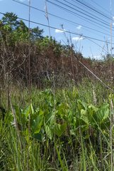 Thaumatophyllum uliginosum