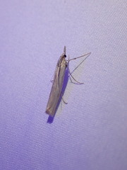 Crambidae