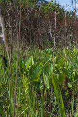 Thaumatophyllum uliginosum