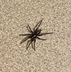 Herpyllus ecclesiasticus