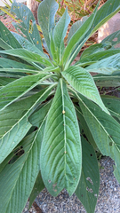 Echium pininana