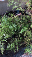 Asparagus aethiopicus