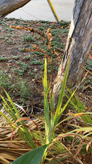Crocosmia × crocosmiiflora