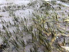 Eleocharis acicularis