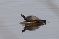Trachemys scripta