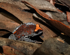 Pseudophryne australis