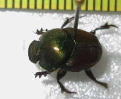 Proagoderus sapphirinus