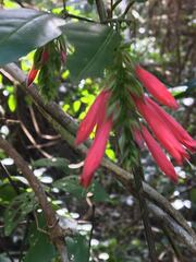 Thyrsacanthus ramosus
