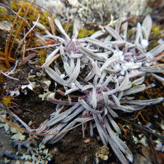 Townsendia hookeri