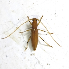 Achryson immaculipenne