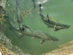 Megalops atlanticus