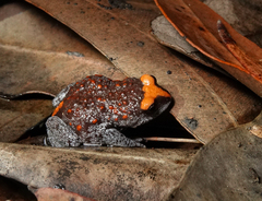 Pseudophryne australis