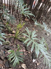 Thaumatophyllum xanadu