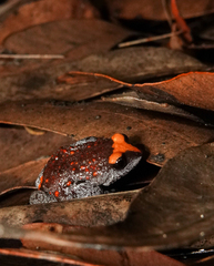 Pseudophryne australis