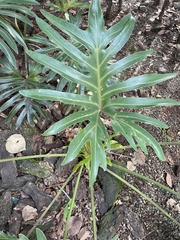 Thaumatophyllum xanadu