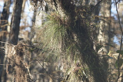 Tillandsia setacea