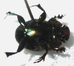 Proagoderus sapphirinus