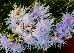 Ageratum corymbosum