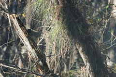 Tillandsia setacea