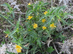 Scolymus