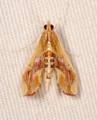 Agathodes monstralis