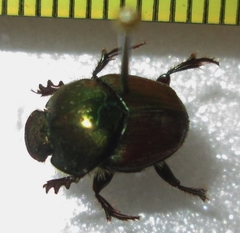 Proagoderus sapphirinus