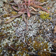 Townsendia hookeri