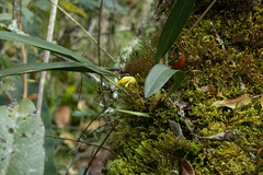 Maxillaria
