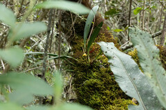 Maxillaria
