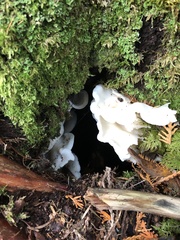 Pleurocybella porrigens