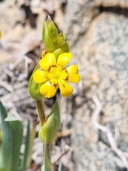 Sisyrinchium graminifolium