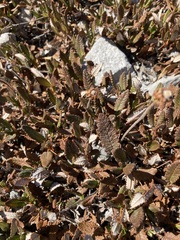 Dryas hookeriana