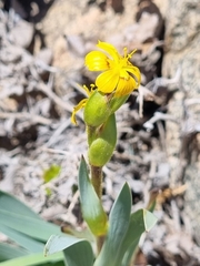 Sisyrinchium graminifolium