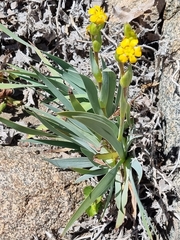 Sisyrinchium graminifolium
