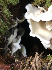 Pleurocybella porrigens