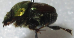 Proagoderus sapphirinus