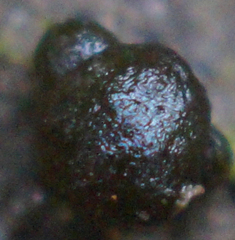 Nostocales