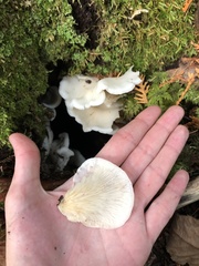 Pleurocybella porrigens