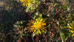 Grindelia hirsutula