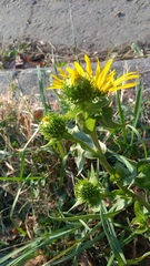 Grindelia hirsutula