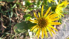 Grindelia hirsutula