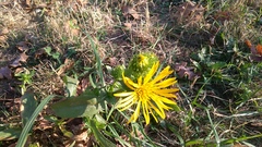 Grindelia hirsutula
