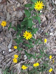 Melampodium montanum