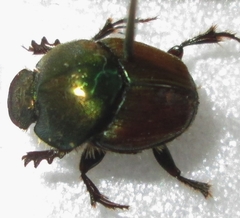 Proagoderus sapphirinus