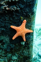 Pentagonaster duebeni