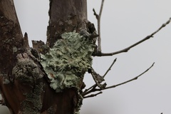 Flavopunctelia flaventior